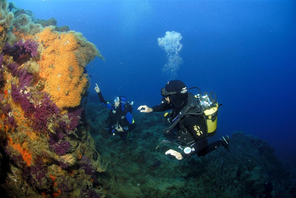 Deux plongeurs explorant un site de plongée sous-marine à Hyères, observant des coraux colorés et la biodiversité marine dans des eaux profondes et limpides.